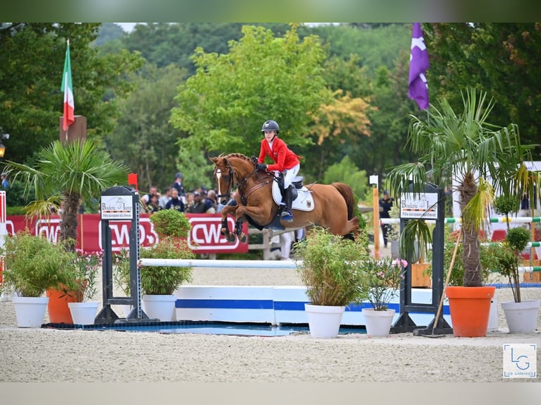 Pony tedesco Castrone 12 Anni 149 cm Sauro in Braunschweig