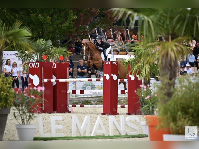 Pony tedesco Castrone 12 Anni 149 cm Sauro in Braunschweig