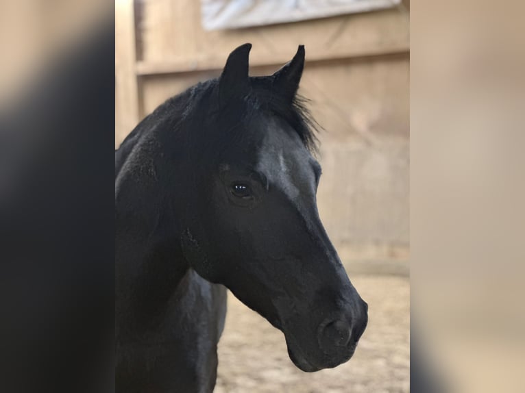 Pony tedesco Castrone 12 Anni 150 cm Morello in Grabenstetten