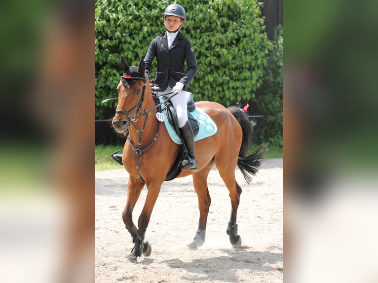 Pony tedesco Castrone 12 Anni 152 cm Baio in Rheinstetten