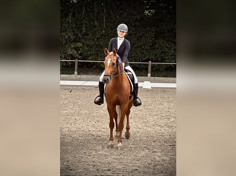 Pony tedesco Castrone 12 Anni 152 cm Sauro in Delbrück
