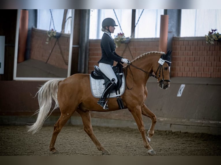 Pony tedesco Castrone 12 Anni 152 cm Sauro in Delbrück