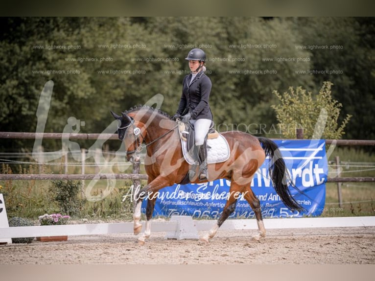 Pony tedesco Castrone 12 Anni 154 cm Baio in Pirmasens