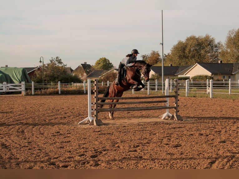 Pony tedesco Castrone 12 Anni 155 cm Baio in Oranienburg, Deutschland