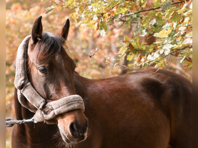 Pony tedesco Castrone 12 Anni 155 cm Baio in Oranienburg