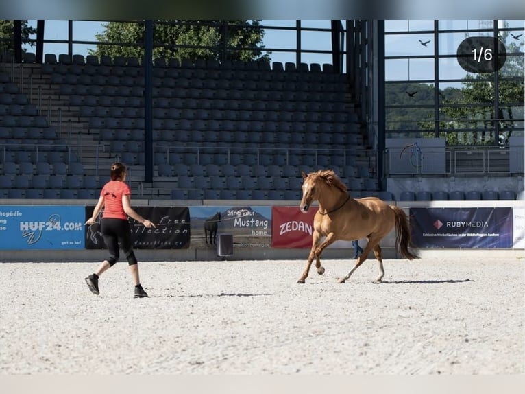 Pony tedesco Castrone 12 Anni 156 cm Red dun in Borken
