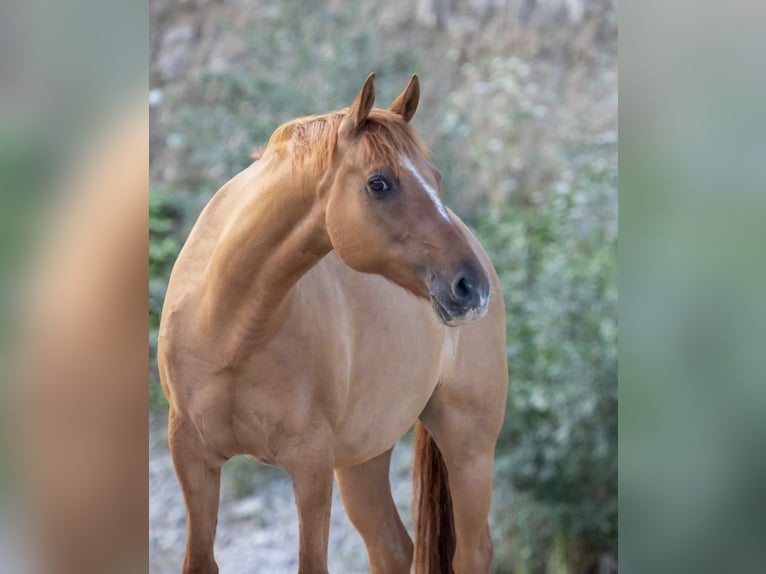Pony tedesco Castrone 12 Anni 156 cm Red dun in Borken
