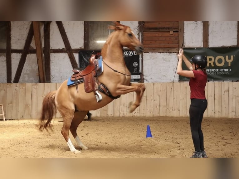 Pony tedesco Castrone 12 Anni 156 cm Red dun in Borken