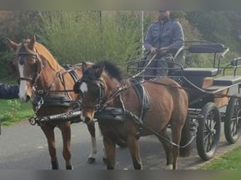 Pony tedesco Mix Castrone 13 Anni 125 cm Baio in Pollhagen