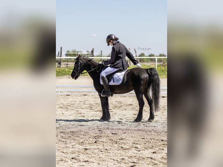 Pony tedesco Castrone 13 Anni 135 cm Morello in Kottingbrunn