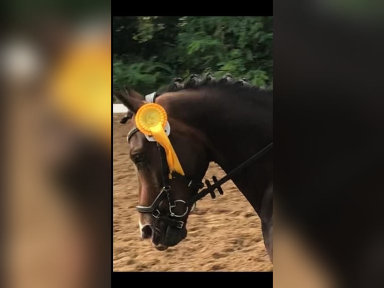 Pony tedesco Castrone 13 Anni 140 cm Baio scuro in Clenze