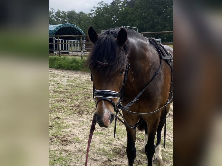 Pony tedesco Castrone 13 Anni 140 cm Baio scuro in Clenze