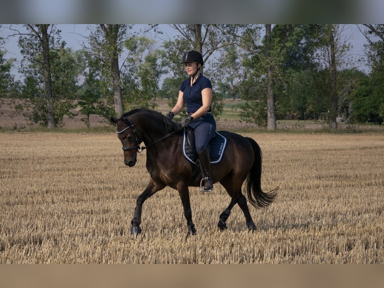 Pony tedesco Castrone 13 Anni 142 cm Baio nero in Seeberg