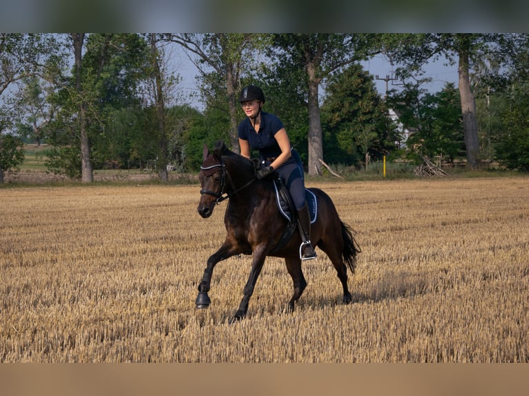 Pony tedesco Castrone 13 Anni 142 cm Baio nero in Seeberg