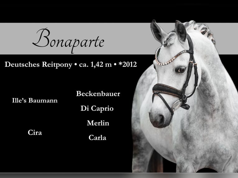 Pony tedesco Castrone 13 Anni 142 cm Grigio pezzato in Wehringen