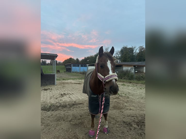 Pony tedesco Castrone 13 Anni 143 cm Sauro scuro in Ibbenbüren