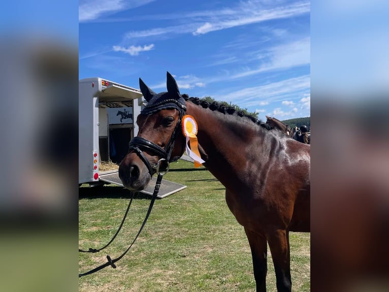 Pony tedesco Castrone 13 Anni 145 cm Baio in Kirchardt