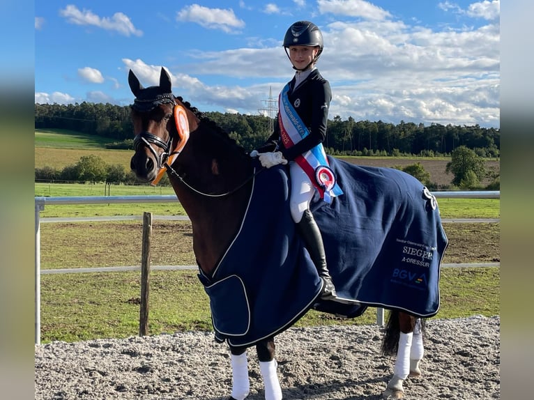 Pony tedesco Castrone 13 Anni 145 cm Baio in Kirchardt