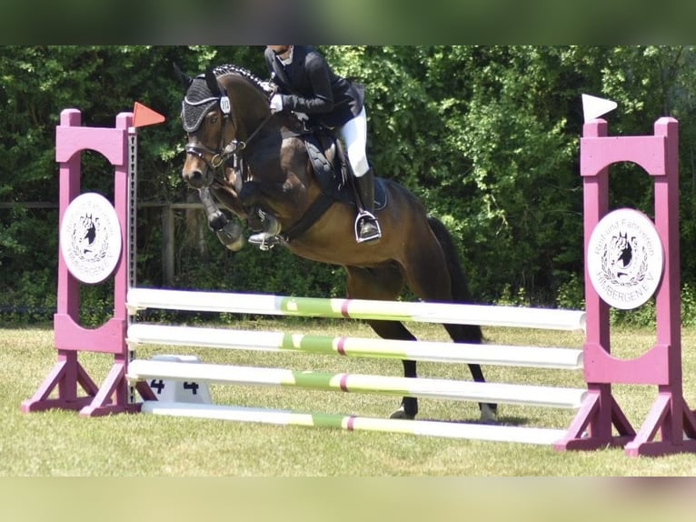 Pony tedesco Castrone 13 Anni 145 cm Baio nero in Suhlendorf