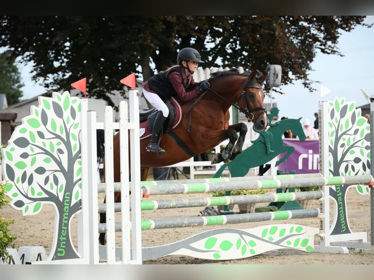 Pony tedesco Castrone 13 Anni 146 cm Baio in Marsberg