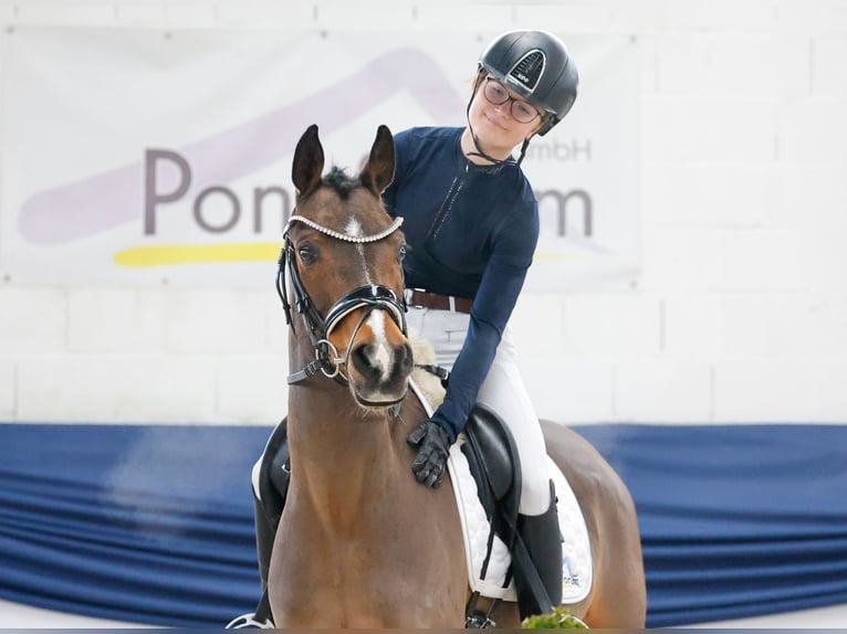 Pony tedesco Castrone 13 Anni 146 cm Baio in Marsberg