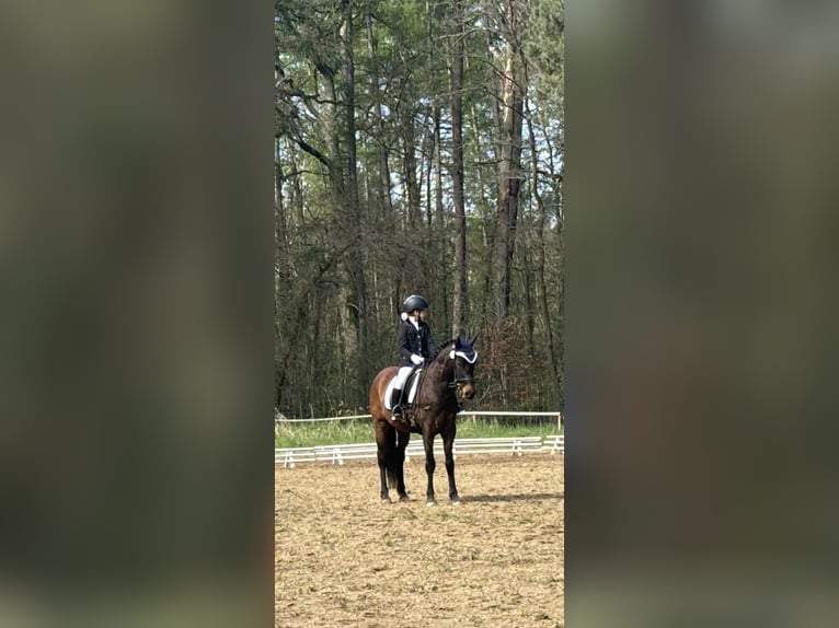 Pony tedesco Castrone 13 Anni 146 cm Baio scuro in Magdeburg