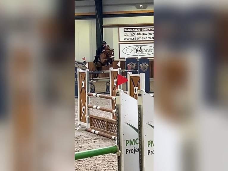 Pony tedesco Castrone 13 Anni 146 cm Sauro in Hamm