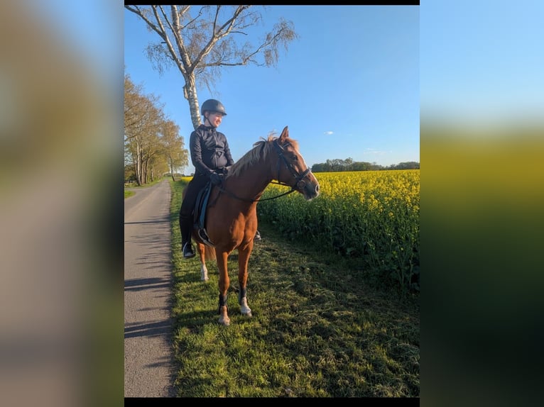 Pony tedesco Castrone 13 Anni 146 cm Sauro in Warmsen