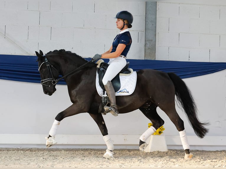 Pony tedesco Castrone 13 Anni 147 cm Baio in Marsberg