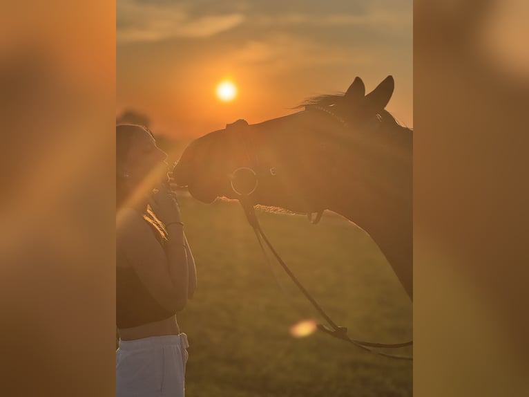 Pony tedesco Castrone 13 Anni 147 cm Baio in Maisdorf