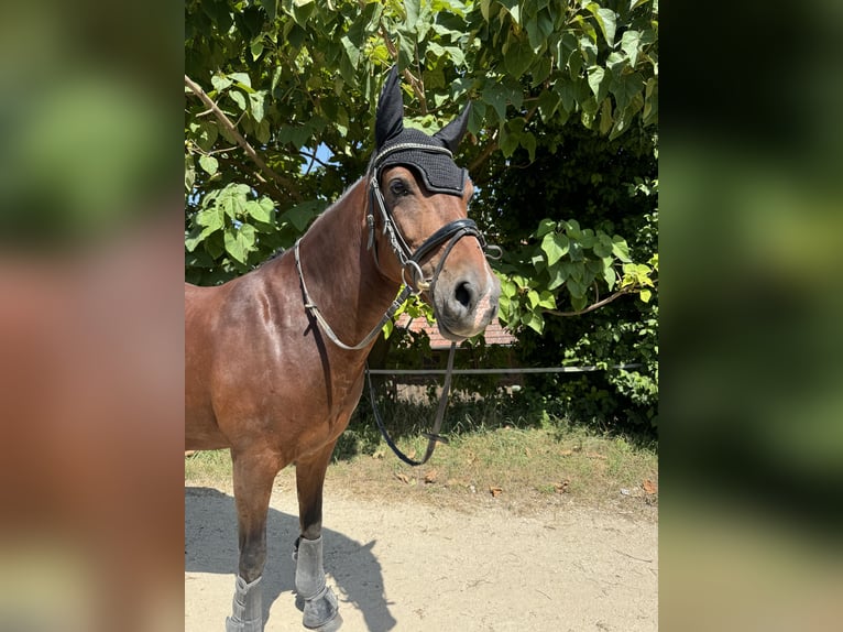 Pony tedesco Castrone 13 Anni 147 cm Baio in Maisdorf