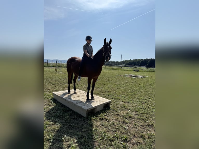 Pony tedesco Castrone 13 Anni 147 cm Baio in Maisdorf