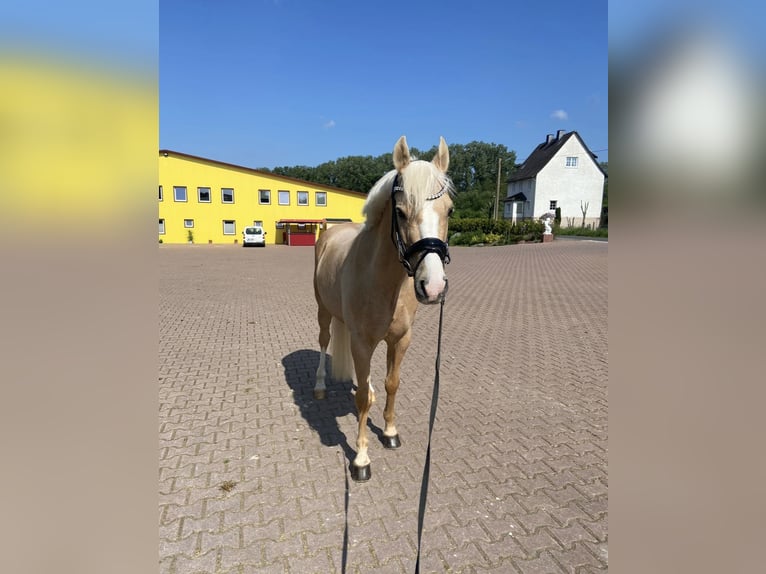 Pony tedesco Castrone 13 Anni 147 cm Palomino in Guxhagen