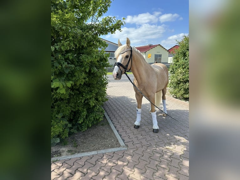 Pony tedesco Castrone 13 Anni 147 cm Palomino in Guxhagen
