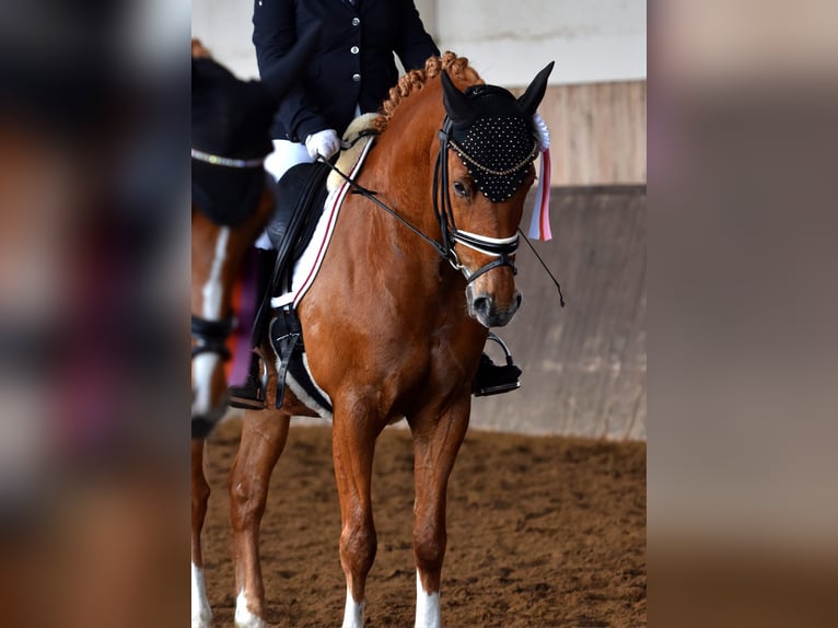 Pony tedesco Castrone 13 Anni 147 cm Sauro in Kamern