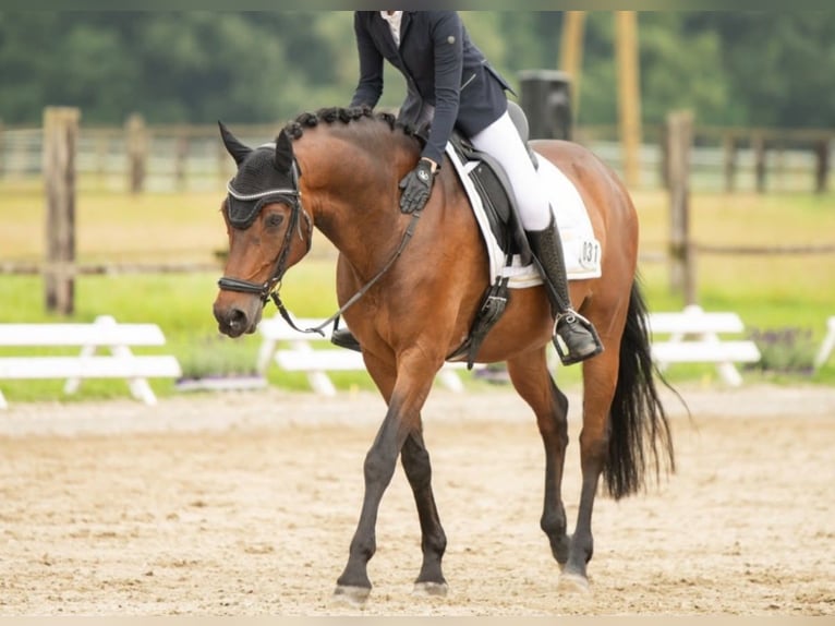 Pony tedesco Castrone 13 Anni 148 cm Baio in Willich