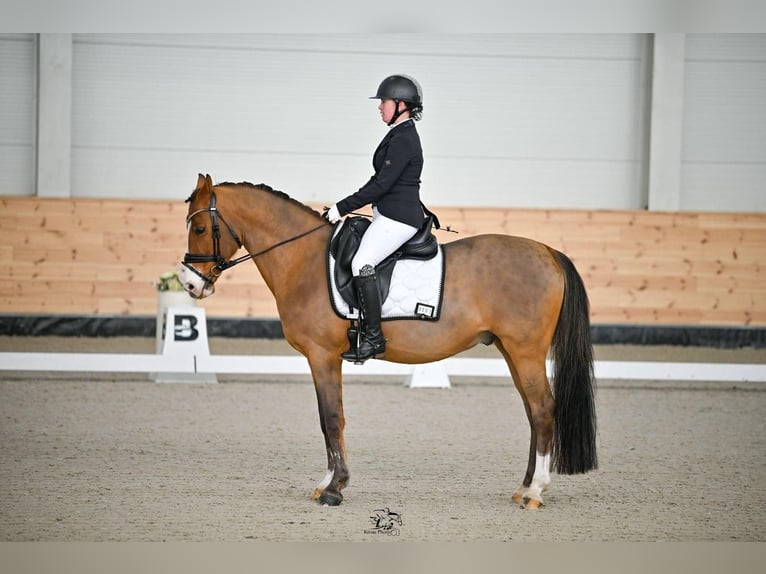 Pony tedesco Castrone 13 Anni 148 cm Baio in Erharting