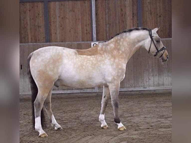 Pony tedesco Castrone 13 Anni 148 cm Falbo in Recke, bei Osnabrück