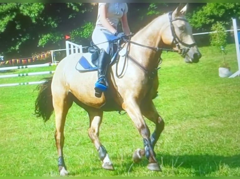 Pony tedesco Castrone 13 Anni 148 cm Falbo in Uetze
