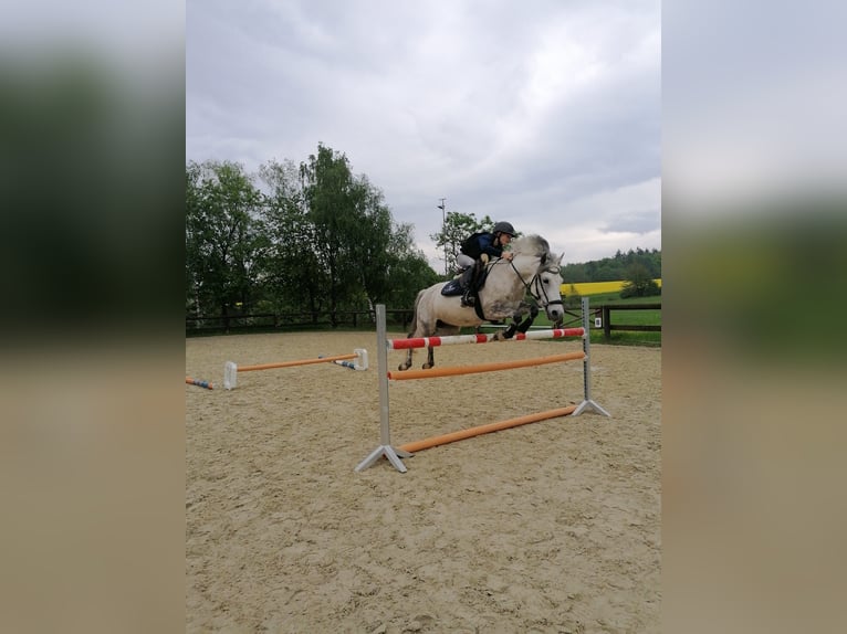 Pony tedesco Castrone 13 Anni 148 cm Grigio trotinato in Hohenstein