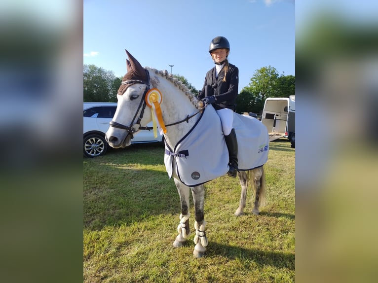 Pony tedesco Castrone 13 Anni 148 cm Grigio trotinato in Hohenstein