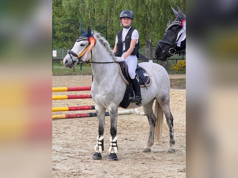 Pony tedesco Castrone 13 Anni 148 cm Grigio trotinato in Hohenstein