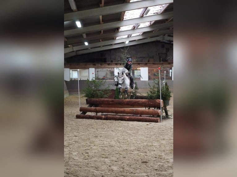 Pony tedesco Castrone 13 Anni 148 cm Grigio trotinato in Hohenstein