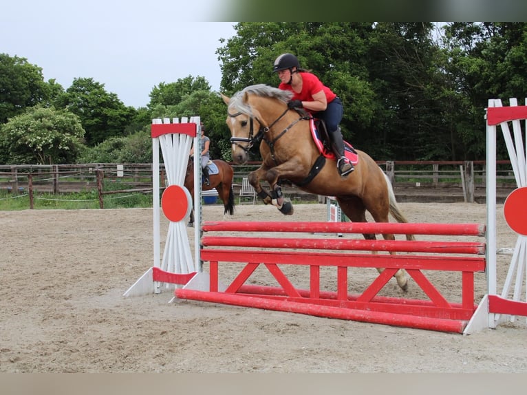 Pony tedesco Castrone 13 Anni 148 cm Palomino in Übach-Palenberg