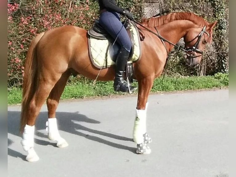 Pony tedesco Castrone 13 Anni 148 cm Sauro in Neu Gaarz