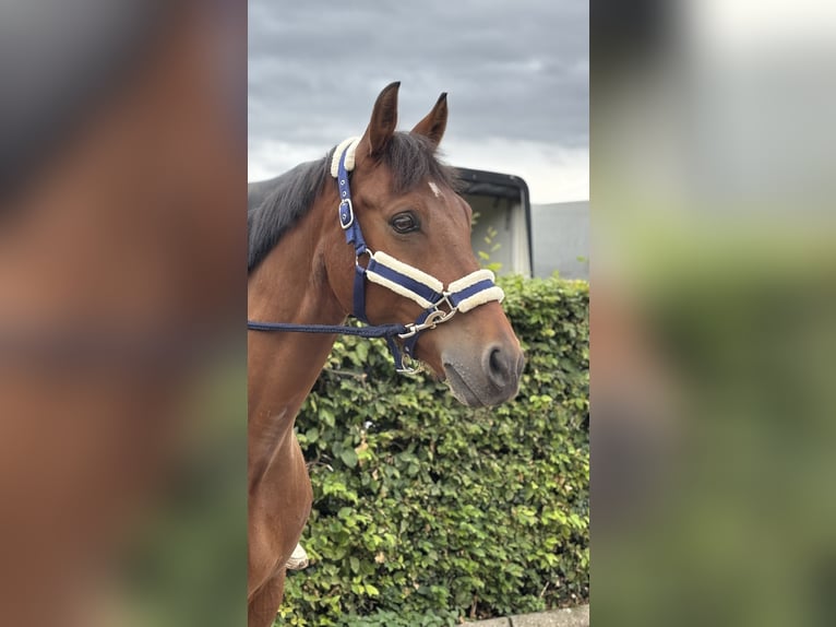 Pony tedesco Castrone 13 Anni 149 cm Baio in Wachtberg