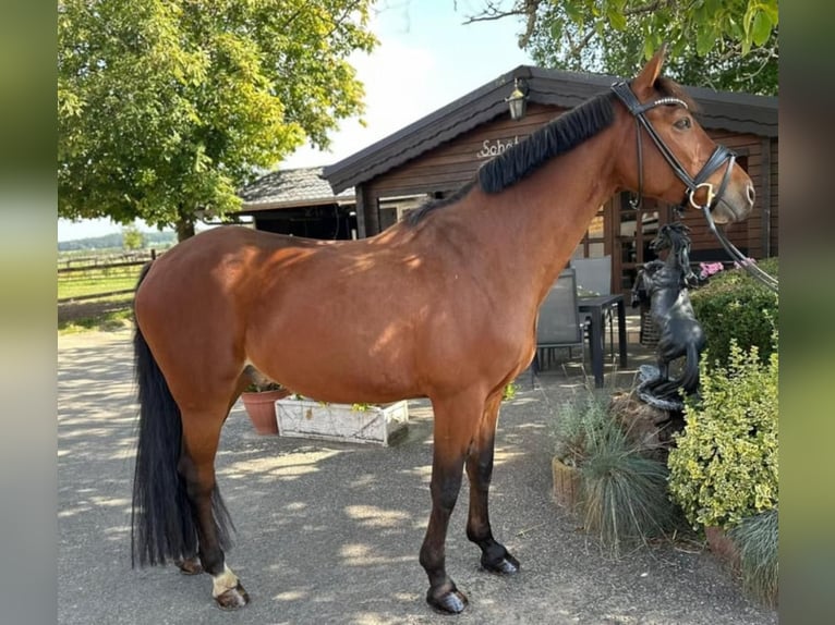 Pony tedesco Castrone 13 Anni 149 cm Baio in Wachtberg