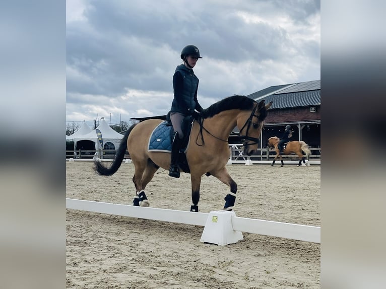 Pony tedesco Castrone 13 Anni 149 cm Falbo in Minderhout