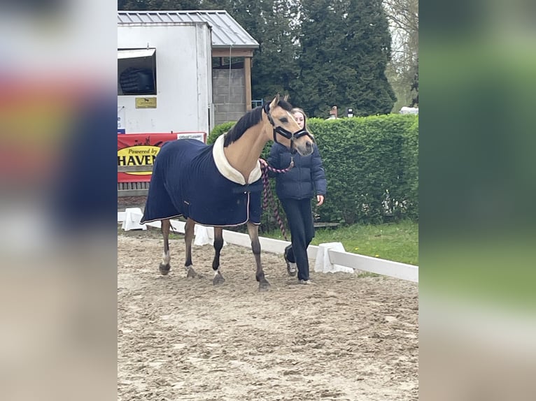 Pony tedesco Castrone 13 Anni 149 cm Falbo in Minderhout