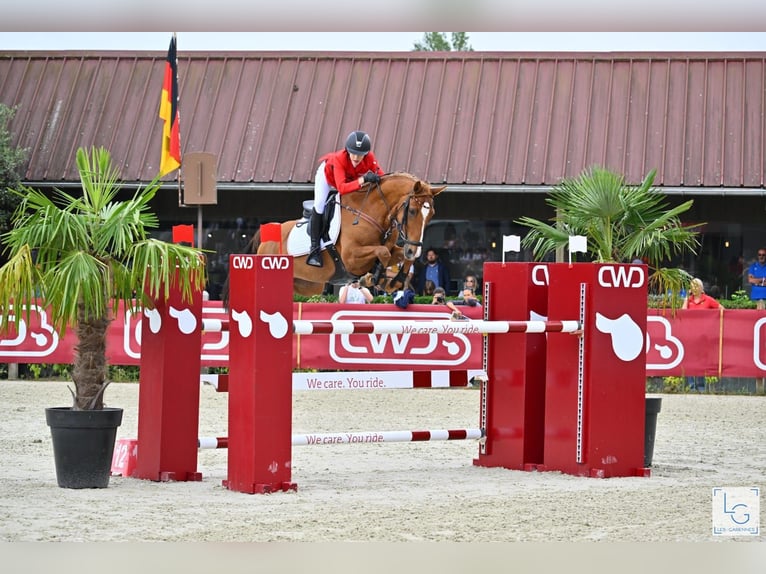 Pony tedesco Castrone 13 Anni 149 cm Sauro in Braunschweig